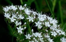 形容坏女人的花,坏女人花学名