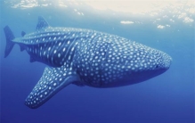 世界上最长的鱼 鲸鲨（长度达8米最长的有20米）