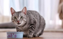 6大无攻击性猫咪性格温顺不咬人想怎么撸就怎么撸