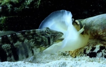 鸡心螺能毒死人吗,鸡心螺的毒刺会不会致命