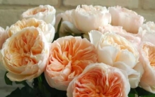 世界上最稀有的水果:黑色苹果/红色香蕉(你见过吗)