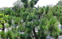 世界上最能抵抗紫外线的植物：南欧黑松(火星上活635小时)