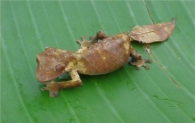 世界上最让人瘆得慌的动物 撒旦叶尾壁虎（听名字就吓人）