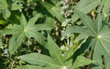 世界十大奇特植物:第一全球仅2千朵 第九受伤会流血