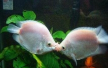 揭秘接吻鱼接吻真相，实则为打斗来争夺地盘(相煎何太急)