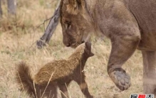 动物界三大扛把子：第1平头哥狮子都不怕，第3鬣狗爱掏肛