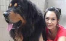 朱茵家的藏獒价值1200万，朱茵和藏獒合影曝光