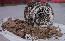 世界上最大的蚂蜂窝是在哪发现的 中国北京市房山区