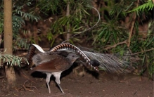 世界上最神奇的鸟是什么 琴鸟（善于模仿外界声音）