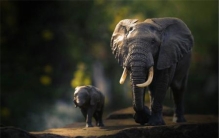 世界上最大的耳朵 非洲象的巨大耳朵是怎么来的