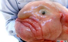 世界十大奇异动物 第四能改变性别,第七堪比伪装大师