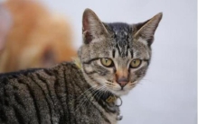 把猫放大和老虎对比,猫变大10倍能打败老虎吗