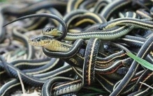 中国蛇灾事件,中国史书记载的蛇灾