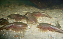 世界上最古来的三眼恐龙虾 大约两百多万年前出现