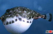 最大的河豚有多大?世界上最大的河豚(体色多样)