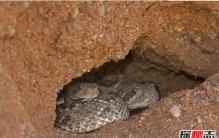 冬眠动物有哪些，盘点世界十大冬眠动物(北极熊竟也冬眠)