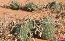 世界上最大的图书馆：美国华盛顿国会图书馆（藏书超2.1亿件）