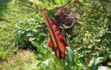 动植物界的奇闻异事,中国动植物趣闻