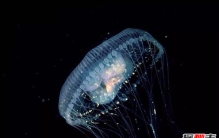 寿命超过100年的动物：乌龟不算什么第1可达永生（返老还童）