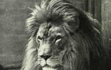 世界10种已灭绝的动物,竟都是因为人类活动而灭绝