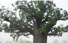 大槐树上吊着一个人,槐树 吊死鬼