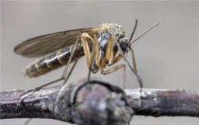 巴西蛇岛为什么那么多蛇 优越自然环境造就毒蛇王国