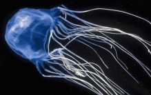 世界上毒性最强的动物: 澳洲方水母，有毒刺细胞5亿个