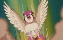 宝可梦 比比鸟,宝可梦关于小智冷知识