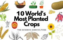 世界上收获面积最大10种的作物，它们主要产自哪些国家？