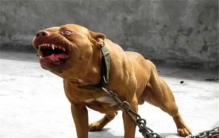 世界上最凶猛最厉害的狗 比特犬（战斗力很强咬合力惊人）