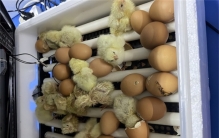 40天就能出栏的肉鸡 真的安全吗（肉鸡养殖）