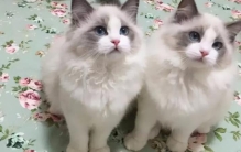 哪种猫没有攻击性,哪五种猫最适合养