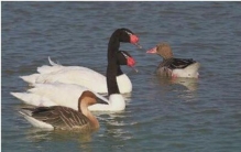 世界上最专情的动物对配偶从一而终,哪种动物终身只有一个配偶