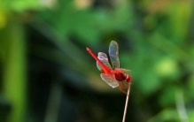 世界上最小的蜻蜓:侏红小蜻，15mm长侏儒蜻蜓(全身红色)