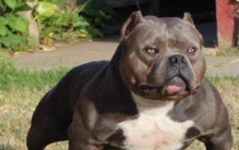 世界上肌肉最发达的狗，美国恶霸犬长相恐怖性格温柔