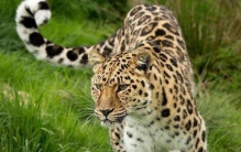 世界上游得最慢的鱼 海马 每分钟只能游1到3米