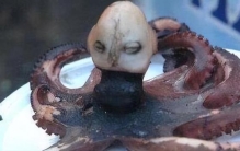 长得像人的章鱼,最诡异的章鱼