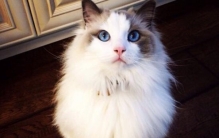 世界十大最丑的狗 第三来自中国天生造型杀马特