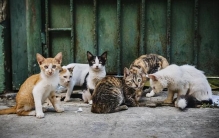 为什么很多人不养田园猫,为什么养中华田园猫的人少