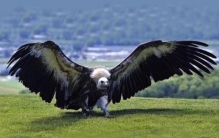 阿根廷巨鹰捕食狮子,最大的鹰敢斗狮子吗