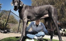 关于狗的10个世界之最，大乔治高2.2米（导盲犬有硕士学位）