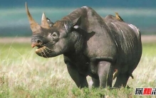 2017年即将灭绝的动物,八大动物被人类赶尽杀绝