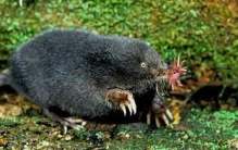 世界上进食最快的动物：星鼻鼹鼠（0.25秒完成进食过程）