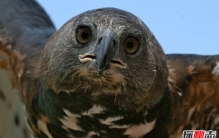 猛禽哪个最大最凶猛?世界十大猛禽实力排名(空中王者)