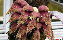 世界上10大最难闻的花 估计没人能受得了!(恶臭无比)