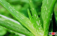 芦荟有什么妙用?芦荟的十大功效与作用