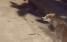 流浪小狗被车撞狗妈妈,流浪狗幼崽被车撞死