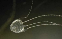 世界上最丑的五种狗 不光长的丑价格贵的离