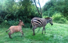 斑马和驴子是近亲,斑马生出了一头斑驴