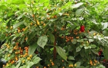 世界上最贵的辣椒 查拉皮塔辣椒（价值十二万元一斤）